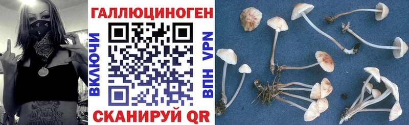 купить наркотики сайты  Плавск  Псилоцибиновые грибы Psilocybine cubensis 